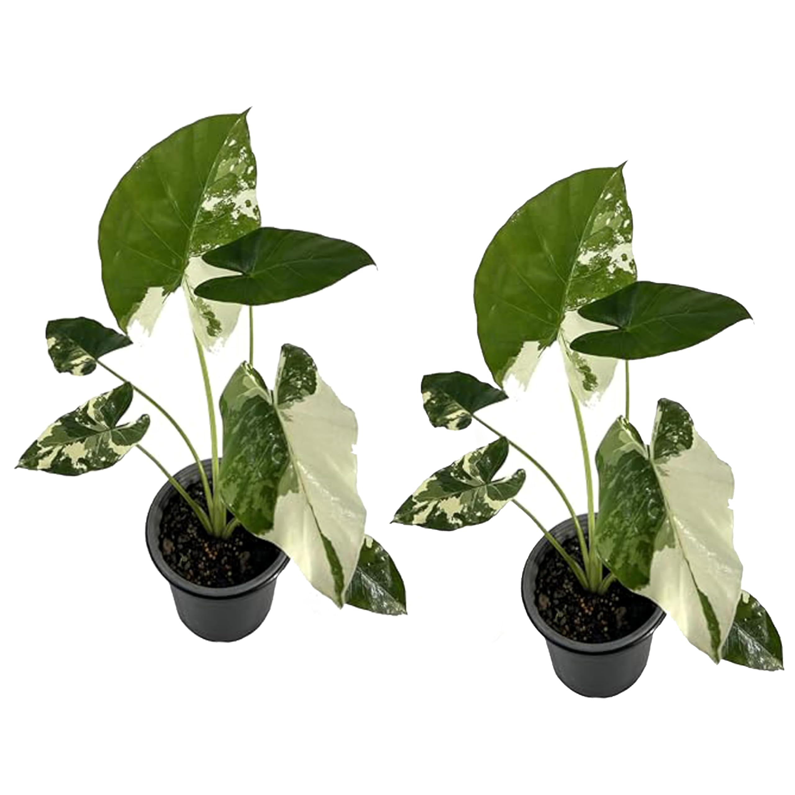 LEAL PLANTS ECUADOR Alocasia Macrorrhiza Variegated
