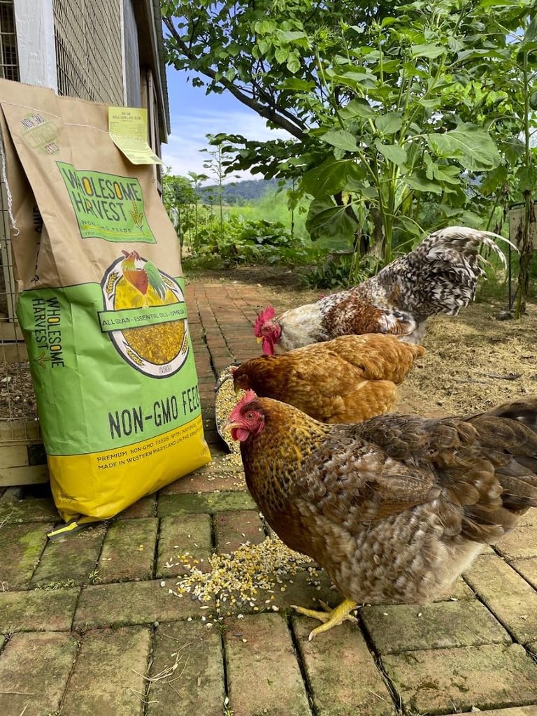 Corn & Soy-Free Chick Starter Feed - All Grain & Non-GMO Chick Food Starter with Omega 3 - Chicken Feed for Growing Healthy Chicks with High-Protein 22% and Probiotics - 40 Lb