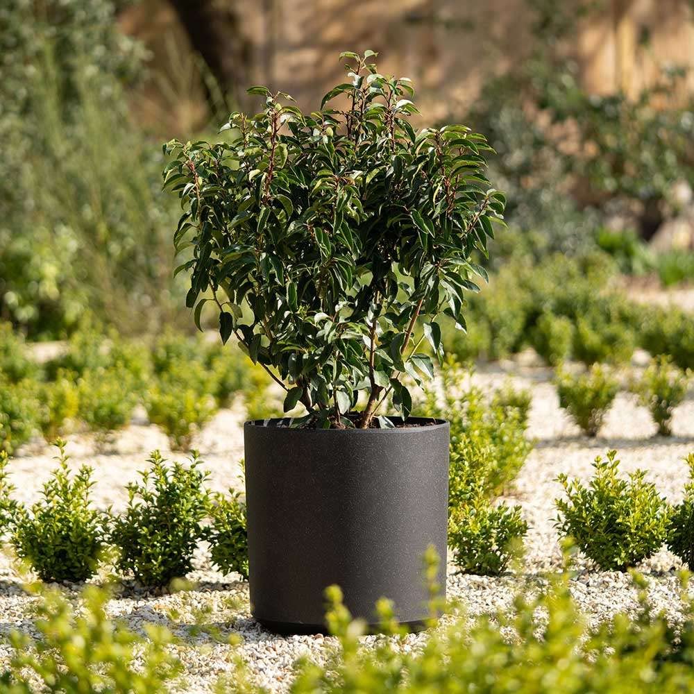 Primrose Flower Pot Cylinder Plastic Planter in Black Small 28cm