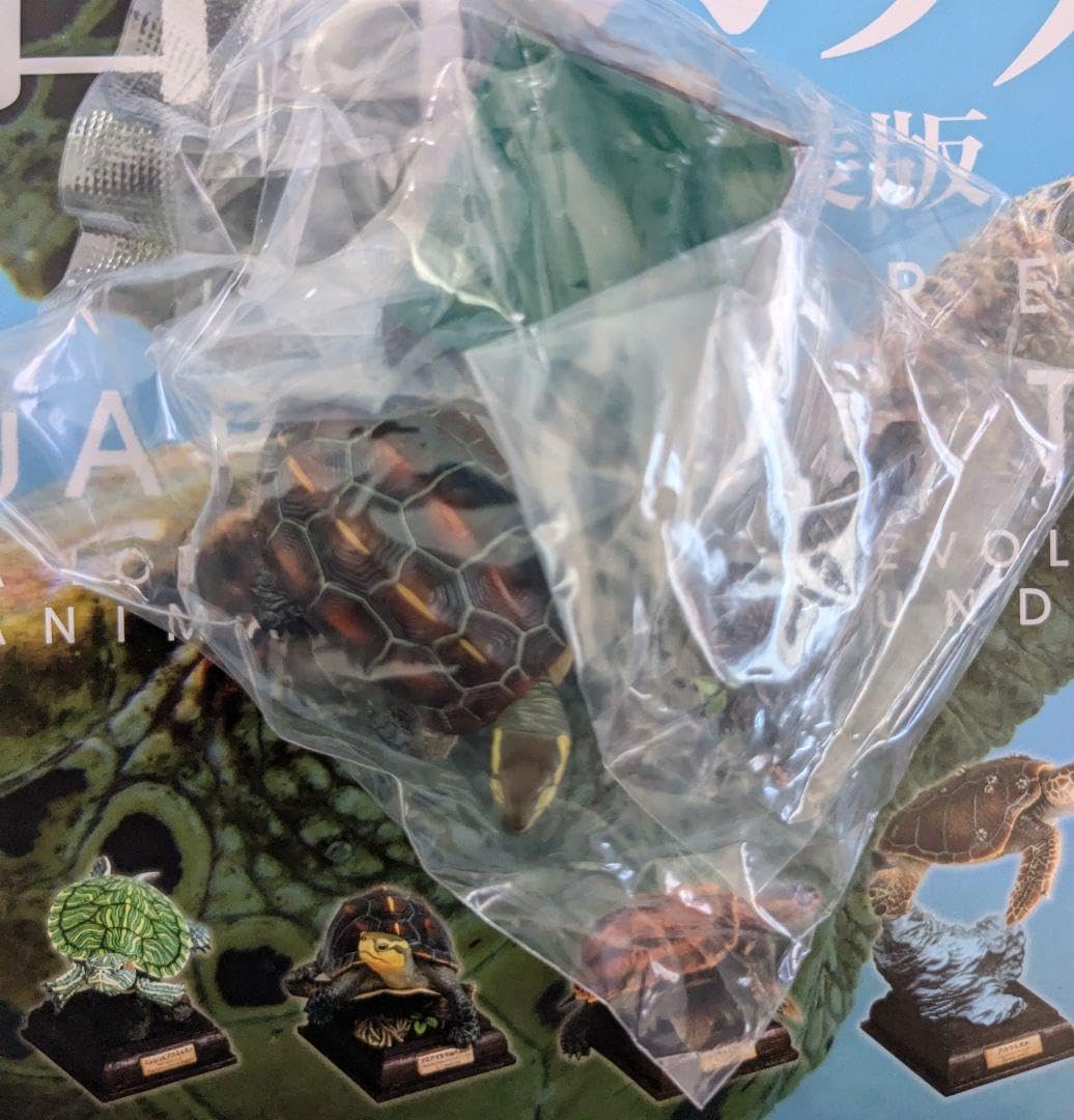Amazon.co.jp: ヤエヤマセマルハコガメ日本のカメ 特装版 ネイチャー