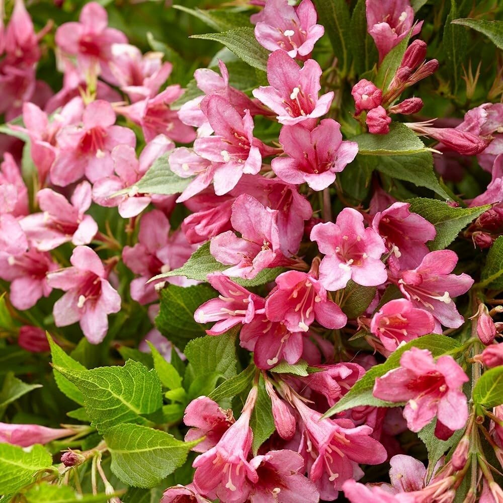 Plant Theory Picobella Rosa Weigela Shrub Plant 2L Pot