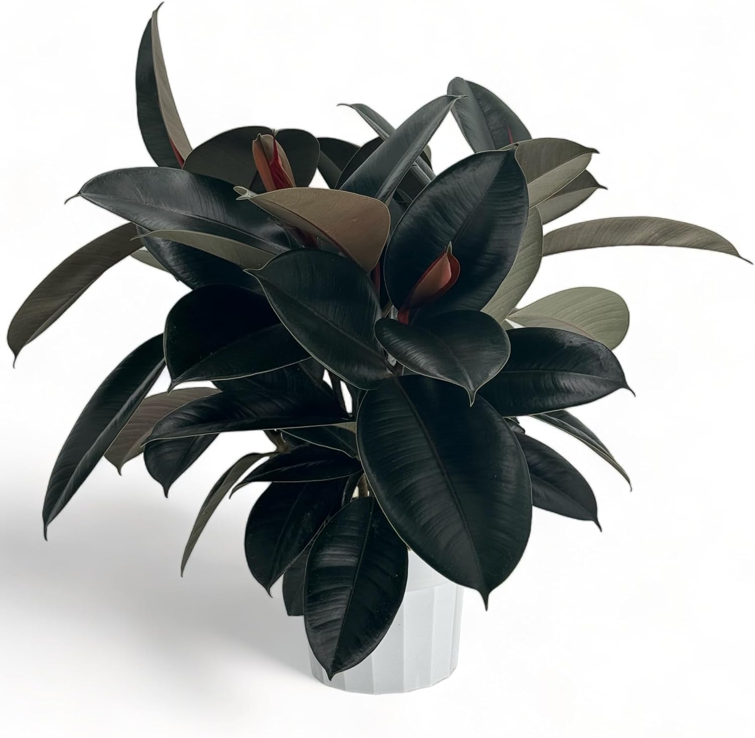Rubber Tree Live House Plant - Large Indoor Air Purifier Plant - Dark Shiny Petals - Indoor Plants Live Houseplants for Room Decor - Elegant Ficus Burgundy Live House Plants