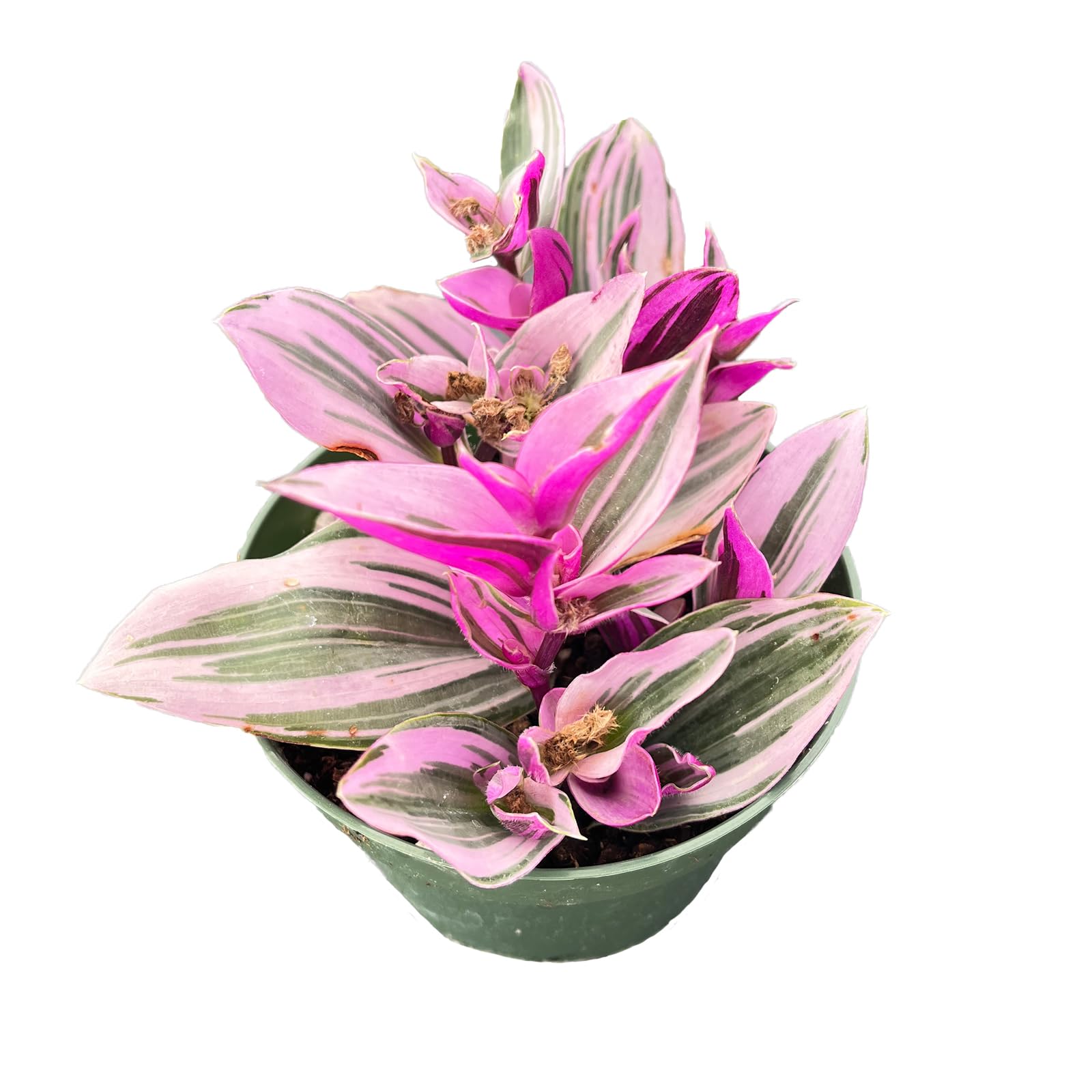 Fleshy Flora Tradescantia Nanouk