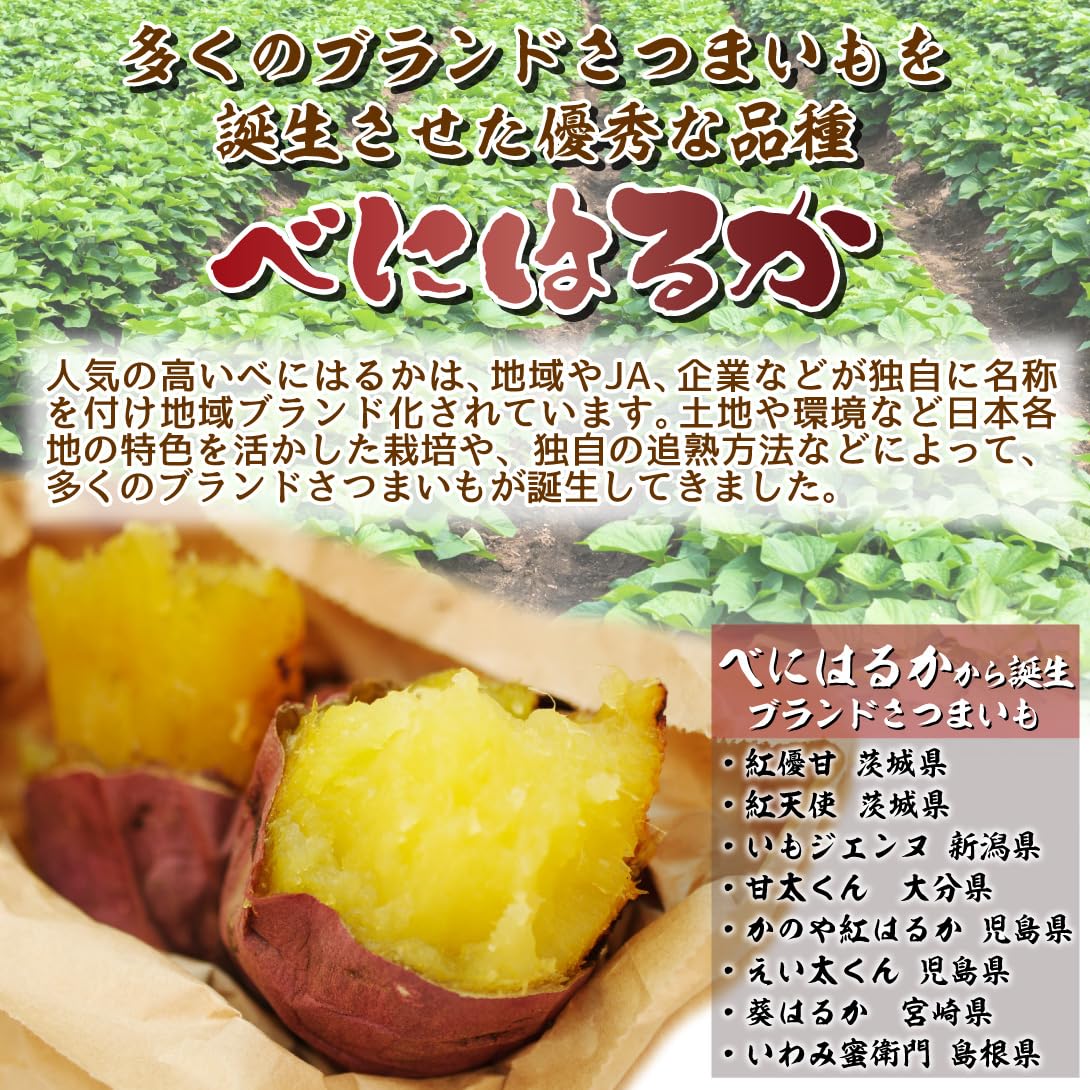 Amazon.co.jp: 国華園 さつまいもポット苗 べにはるかPVP ポット苗 2株