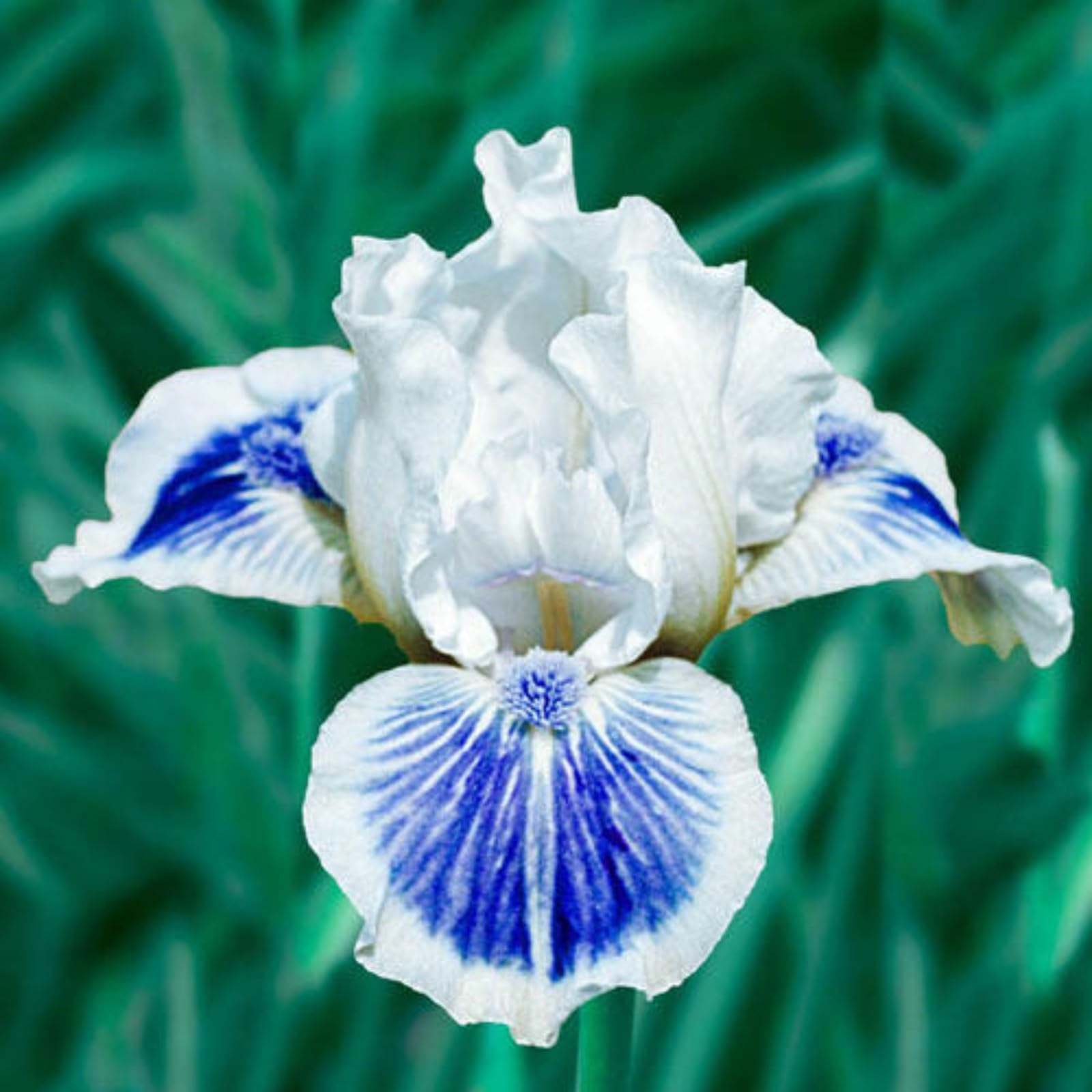Iris Bulbs for Planting Now UK,Plant Bulbs,Garden Flowers,Iris Bulbs,Wedding Flowers,Cut Flowers,Hardy Perennial,Strong Plants That Grow Well-8Bulbs-E