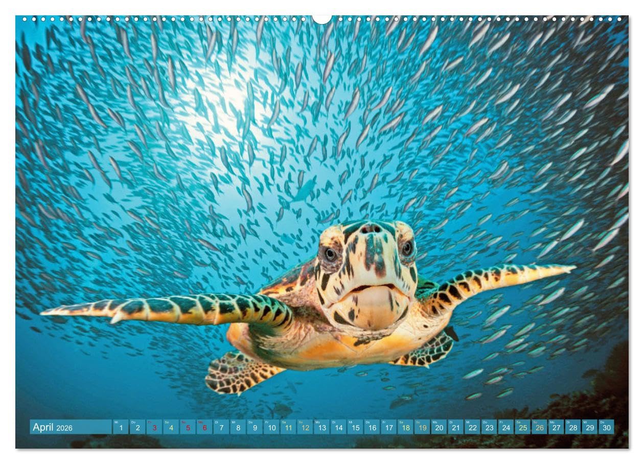 Tauchen: Wunderbares tiefblaues Meer (hochwertiger Premium Wandkalender 2026 DIN A2 quer), Kunstdruck in Hochglanz: Großartige Unterwasseraufnahmen in der blauen Tiefe: Faszination Tauchen