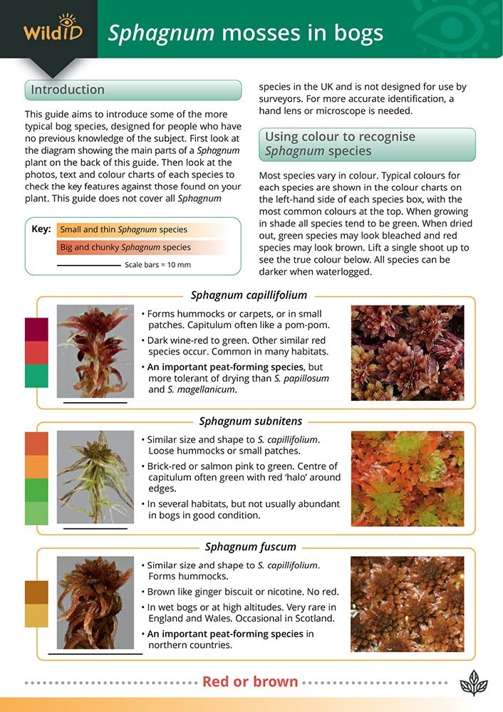 Sphagnum Mosses in Bogs (WildID)
