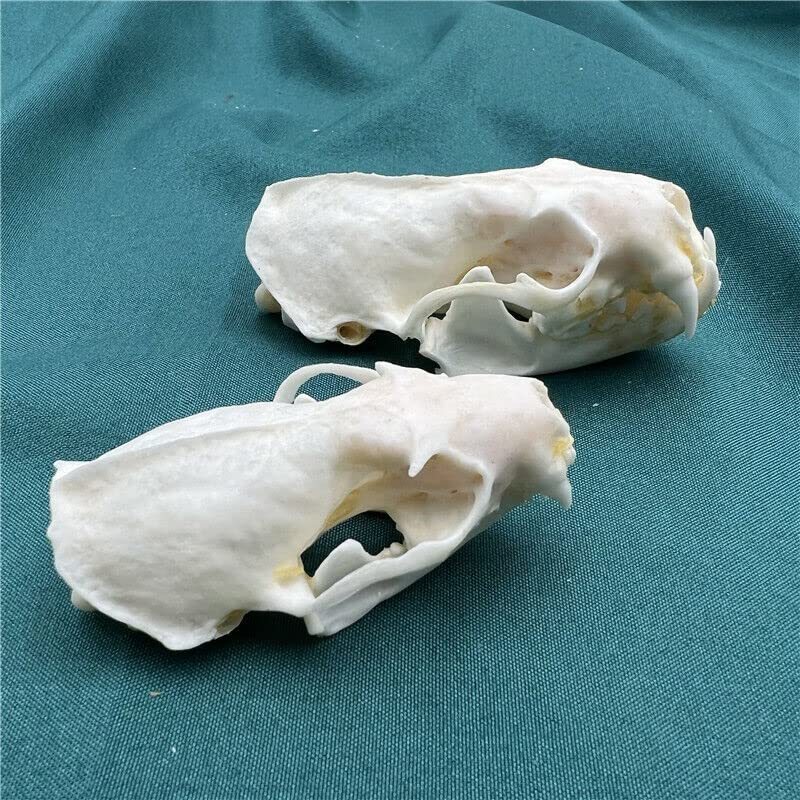 Taxidermy Real Mink Skull Animals Skulls, Real Bones Specimen, Taxidermy Supplies for Science Education, Special Gift, DIY Home&Office Decor (10)