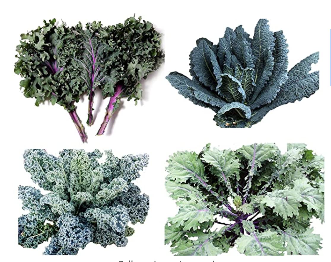 1000+ Kale Mixed Seeds, This is a Mix!!! Russian Red, Dwarf Blue Curled, Siberian Dwarf, Lacinato Dinosaur, Heirloom Non-GMO USA Grown