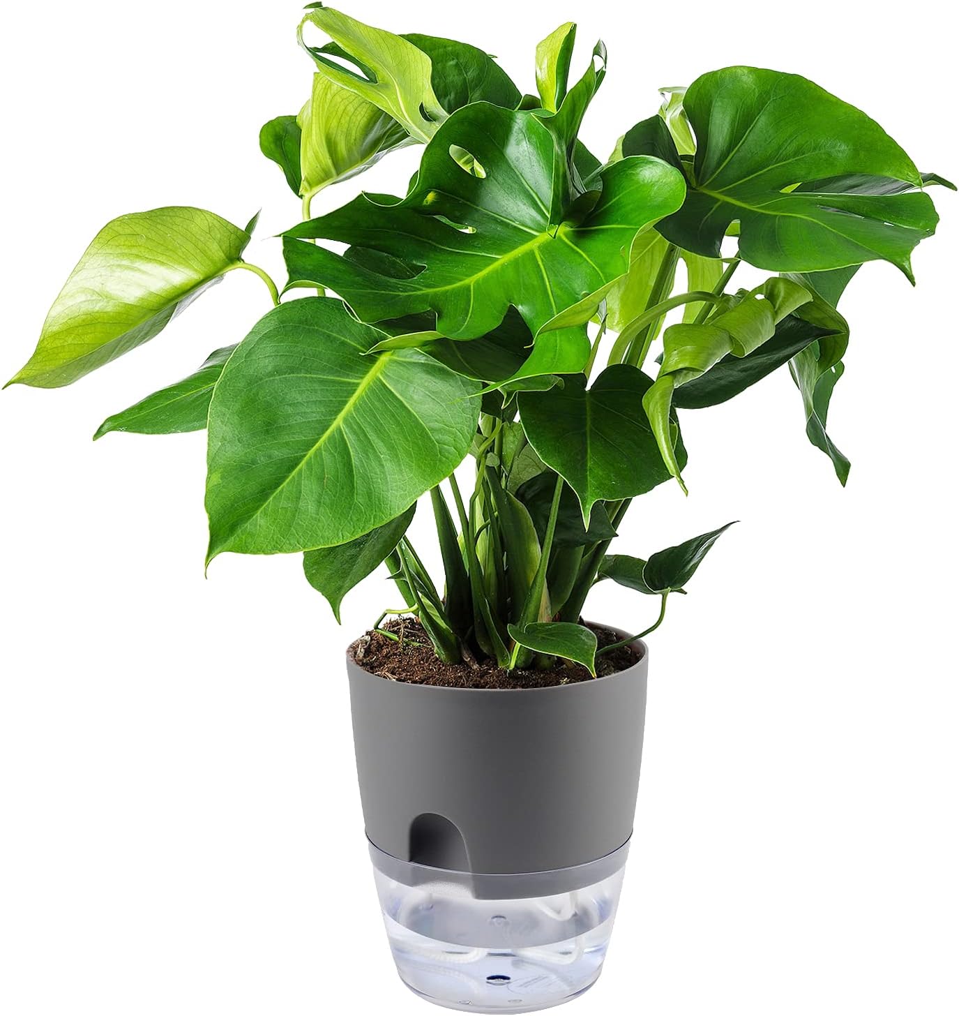 HAKZEON 6 Pack 6 Inch Plastic Self Watering Pots for Indoor Plants, Self Watering Flower Pots with Wick Ropes, Double-Layer Self Watering Planter Pots for Plants, Flowers, Herbs