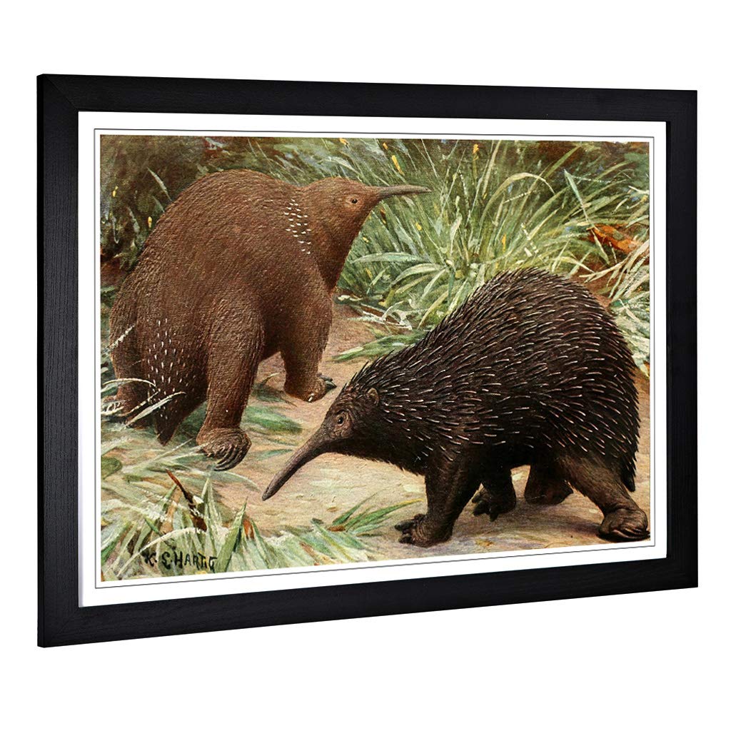 Big Box Art Framed Print of Vintage Karl Ludwig Hartig Echidna Design | Wall Art Picture | Home Decor for Kitchen, Living Room, Bedroom, Hallway, Black, A2 / 24.5x18 Inch / 62x45cm