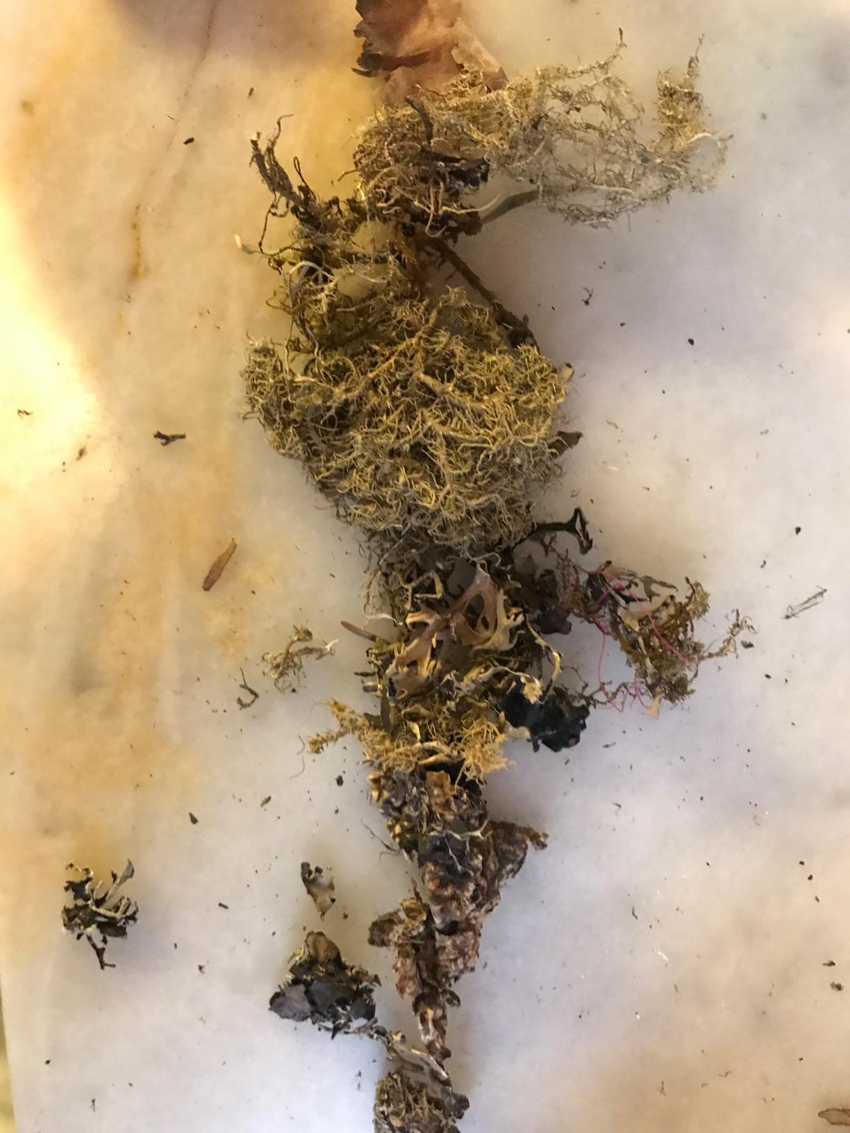 Dawn Lee 18th Century Goodness Stone Flower Spices- Indian Stone Flower ...