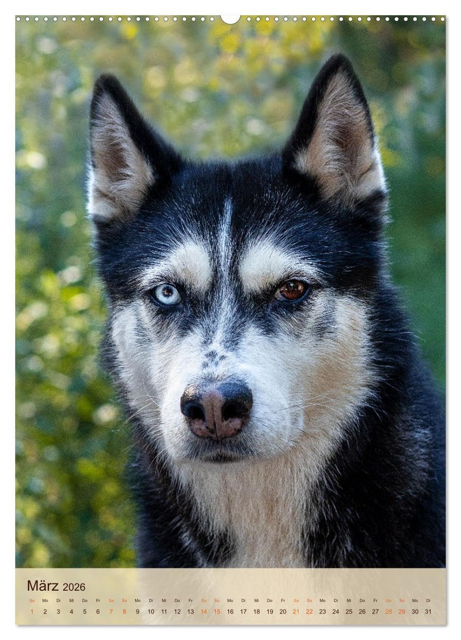 Im Husky-Rudel (Wandkalender 2026 DIN A2 hoch), CALVENDO Monatskalender: Eine charakteristische Bilderserie, die das friedvolle und spielerische ... von Huskies dokumentiert. (CALVENDO Tiere)