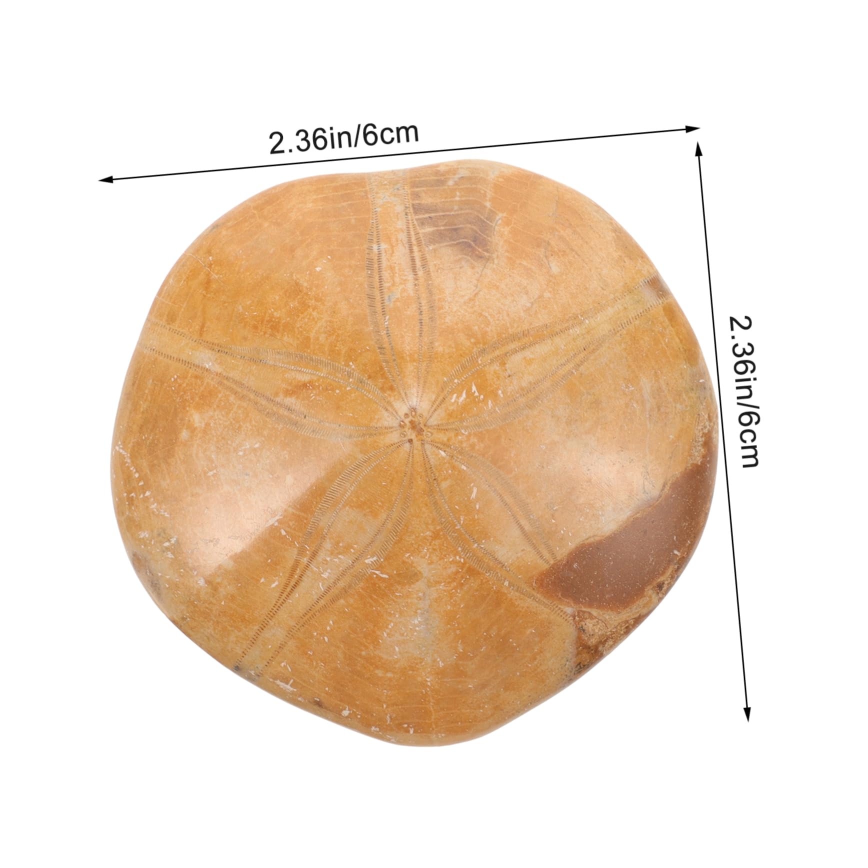 PartyKindom Educational Sea Star Specimen Unique Ornament for Home Science Classroom Display