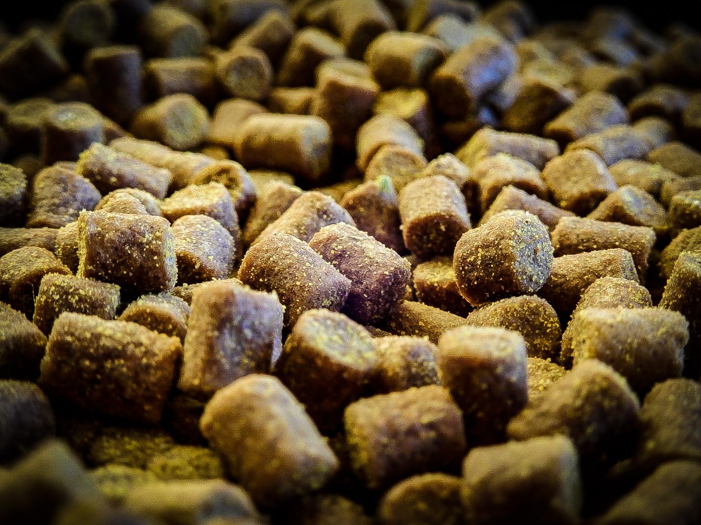 Pro Elite Baits Session Pack Gold | Carp Food | Pack Cebo para Pesca de Peces Grandes |