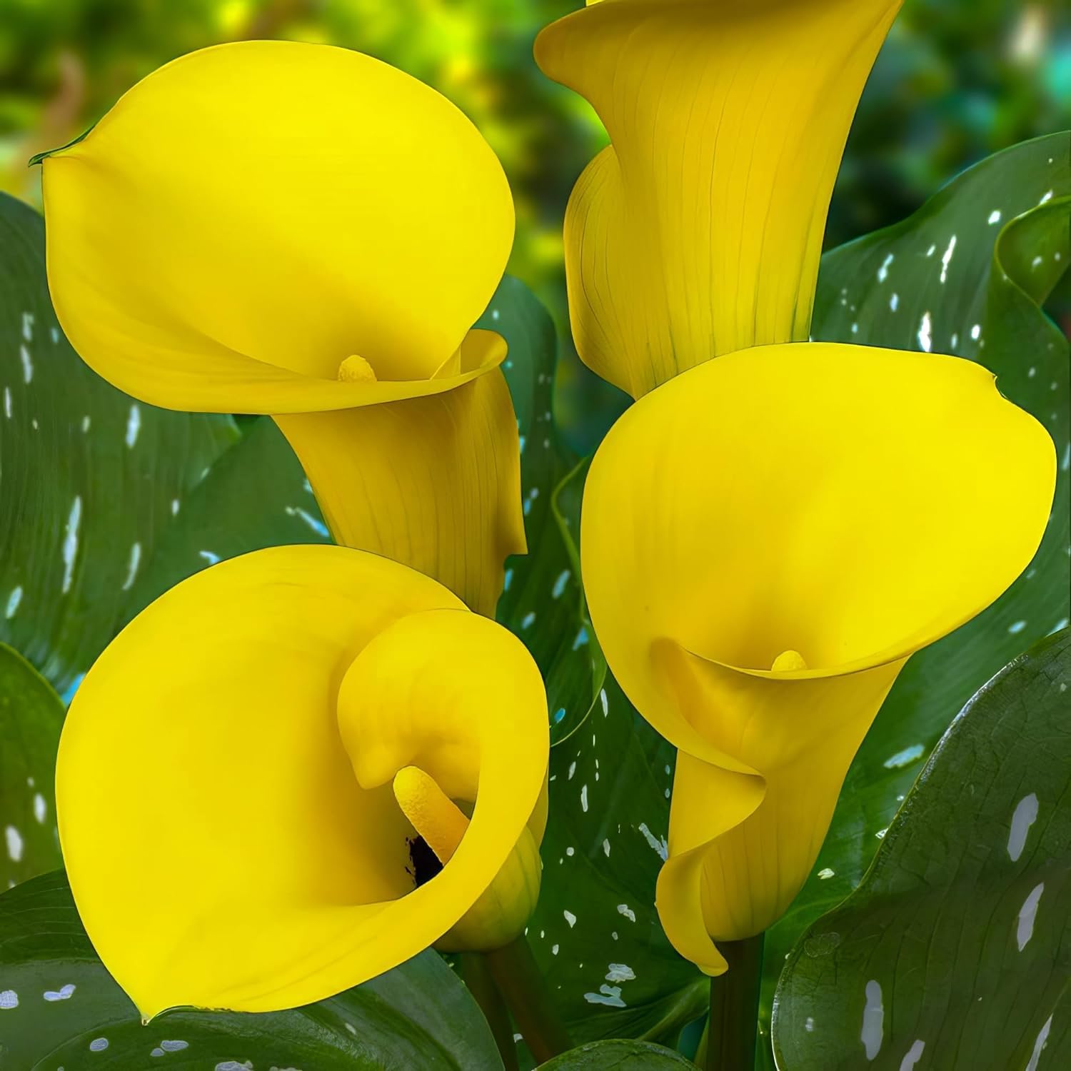 Pasión amarilla Zantedeschia Calla Lilly Bulbos, 5 piezas reales y grandes que producen más de 5 flores, planta de jardín ideal, bulbos de flores de Holanda (no son semillas y no son artificiales)