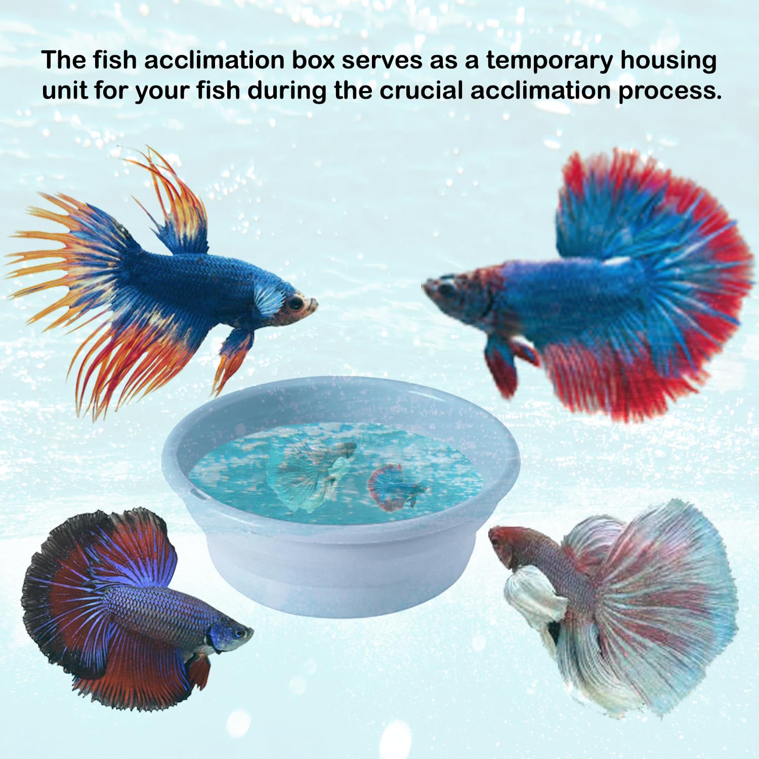 Amazon.com : Foldable Fish Acclimation Box - Saltwater & Freshwater Aquarium Acclimator, Shrimp & Betta Fish Breeding Box : Pet Supplies Amazon.com : Foldable Fish Acclimation Box - Saltwater & Freshwater Aquarium Acclimator, Shrimp & Betta Fish Breeding Box : Pet Supplies