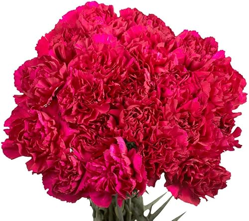 Vista 31 de GlobalRose 100 flores amarillas de clavel – Claveles de origen responsable – Ramo fresco seleccionado a mano para graduación, aniversario