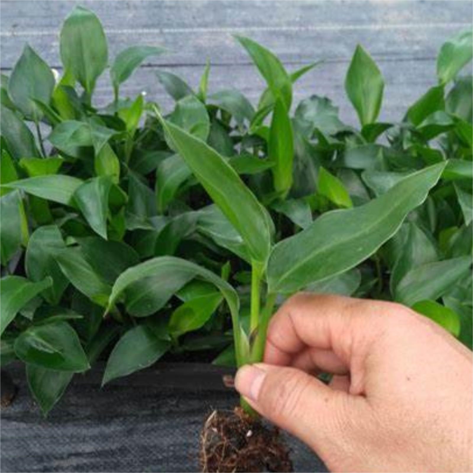 Strelitzia augusta zwiebeln,Winterhart mehrjhrig,winterharte  pflanzen,paradiesvogelblume pflanze,strelitzia nicolai,strelitzia pflanze  echt,Seltene Pflanzen,Dekorative Blumen.-5zwiebeln-C : Amazon.de: Garten
