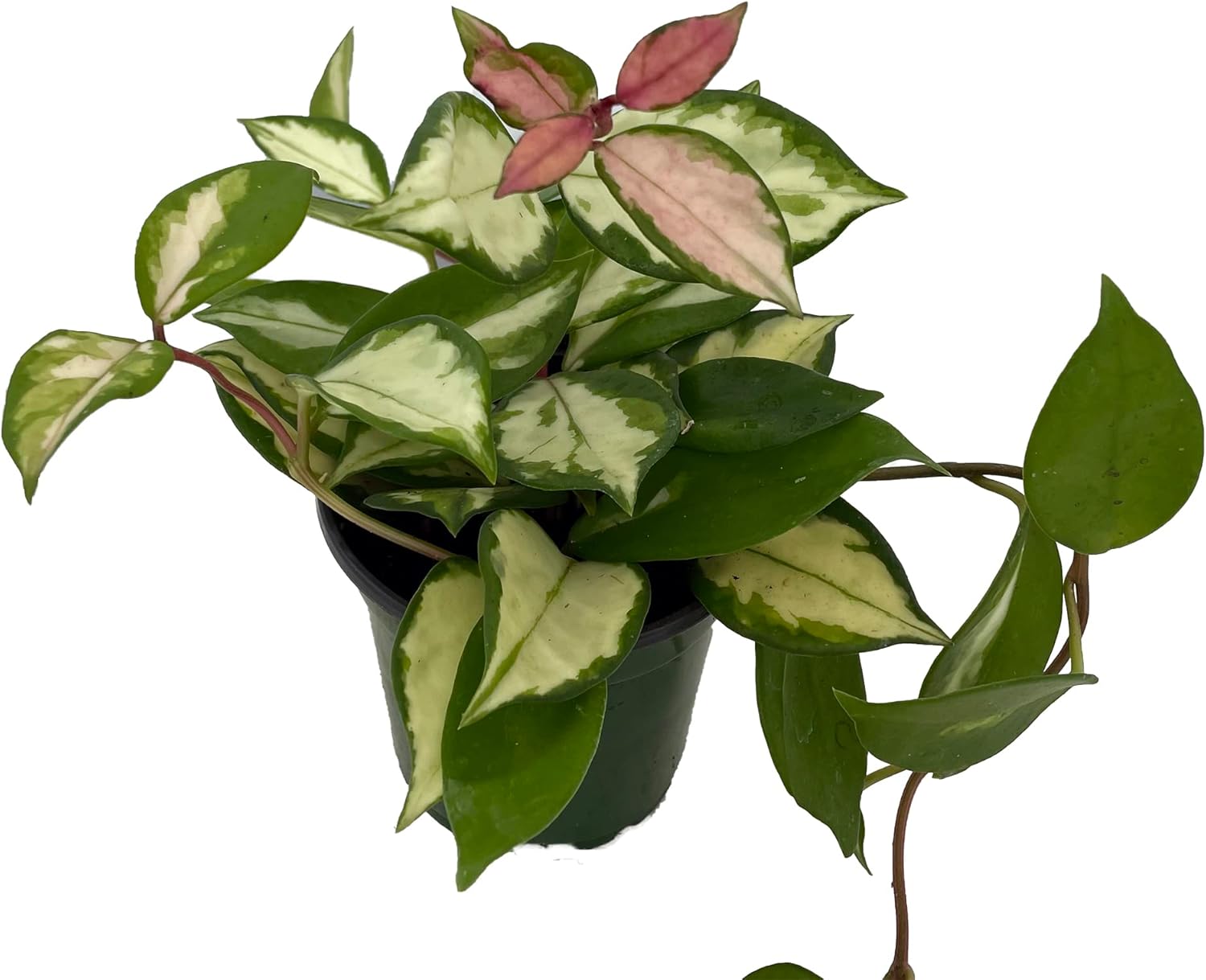 Tricolor Wax Plant Hoya Tricolor Great House Plant