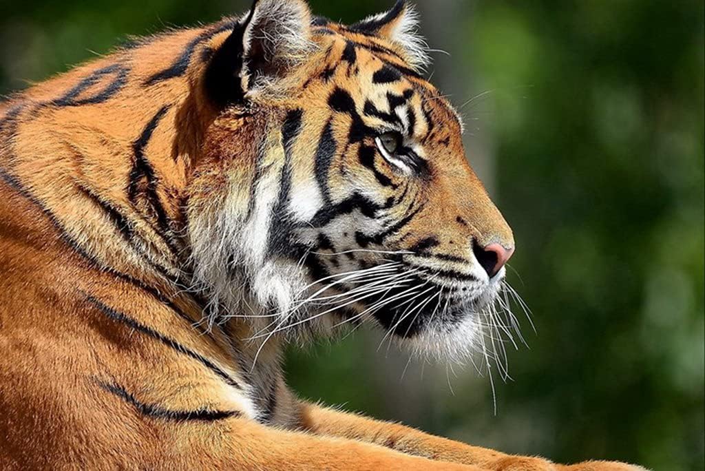 Amazon Co Jp A0 特大 ポスター 虎横顔捕食者目プロフィール大きな猫 壁紙ウォールステッカーポスター A0 11x841mm ホーム キッチン