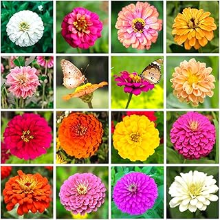 500+ Mix Colors Zinnia Seeds for Planting Outdoors, Heirloom Non-GMO 90% Germination, Open Pollinated, Wonderful Gardening...