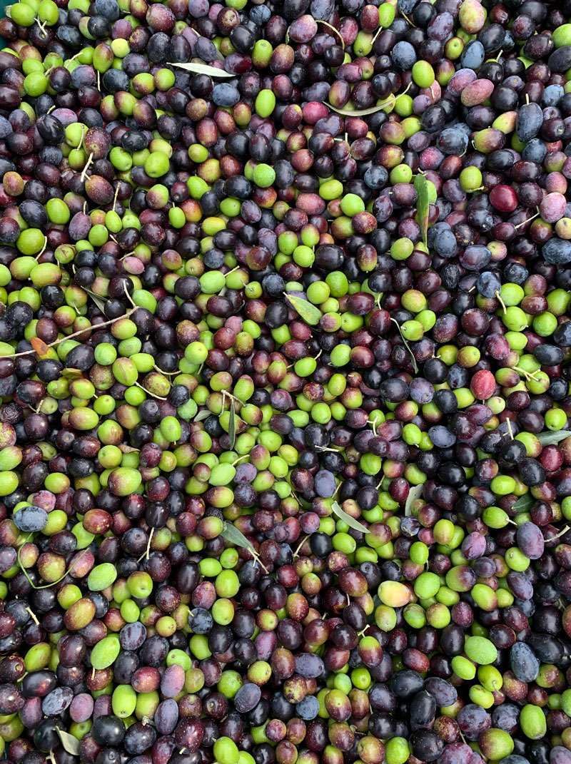 Olio Nuovo 2025/26: EVO DOP Umbria Colli del Trasimeno