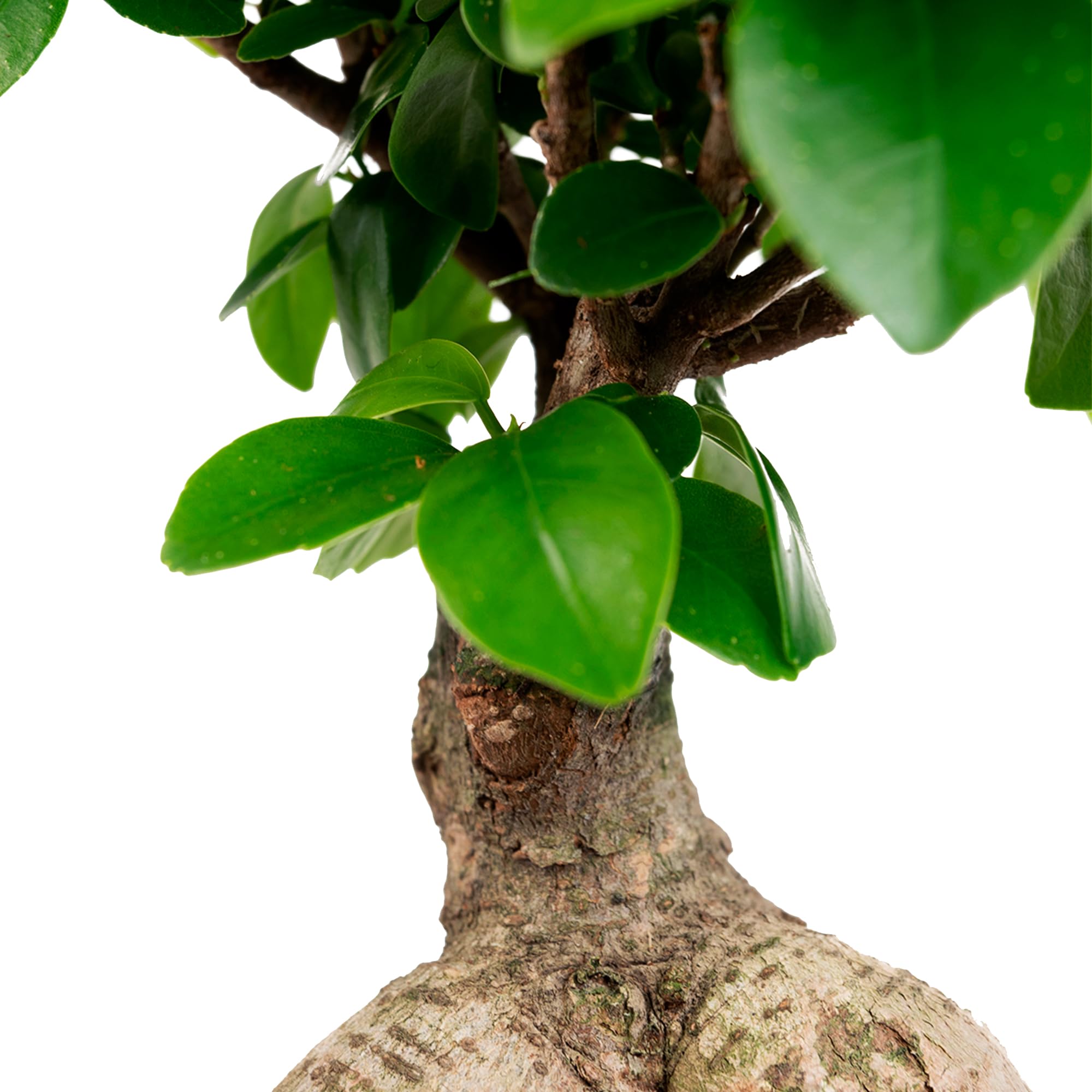 Ficus Ginseng Bonsái - Planta Natural - Interior - April Plants - Altura: 25-30 cm