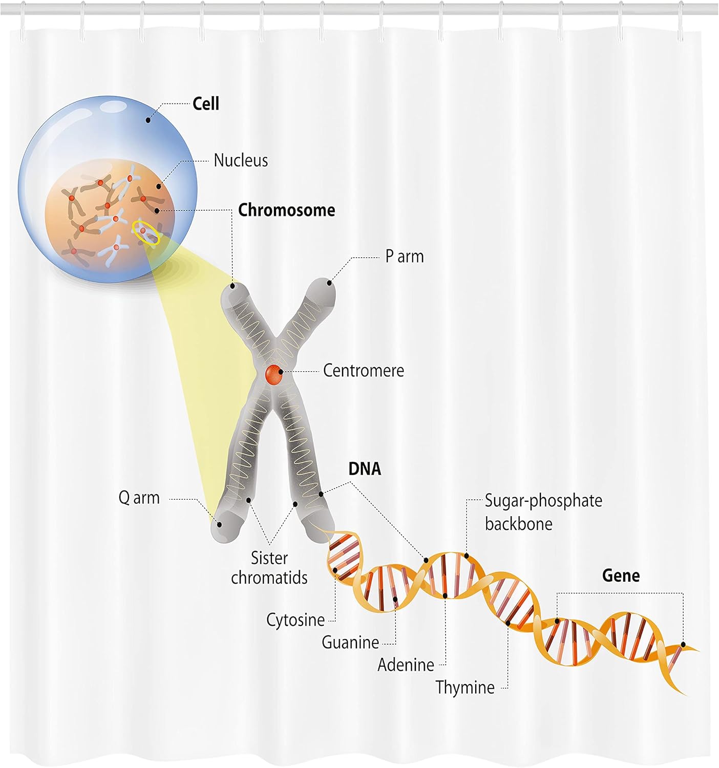 Ambesonne Science Shower Curtain, Cell Chromosome DNA Gene Genome Study Double Helix Evolution Science Research, Cloth Fabric Bathroom Decor Set with Hooks, 69" W x 70" L, Grey Blue