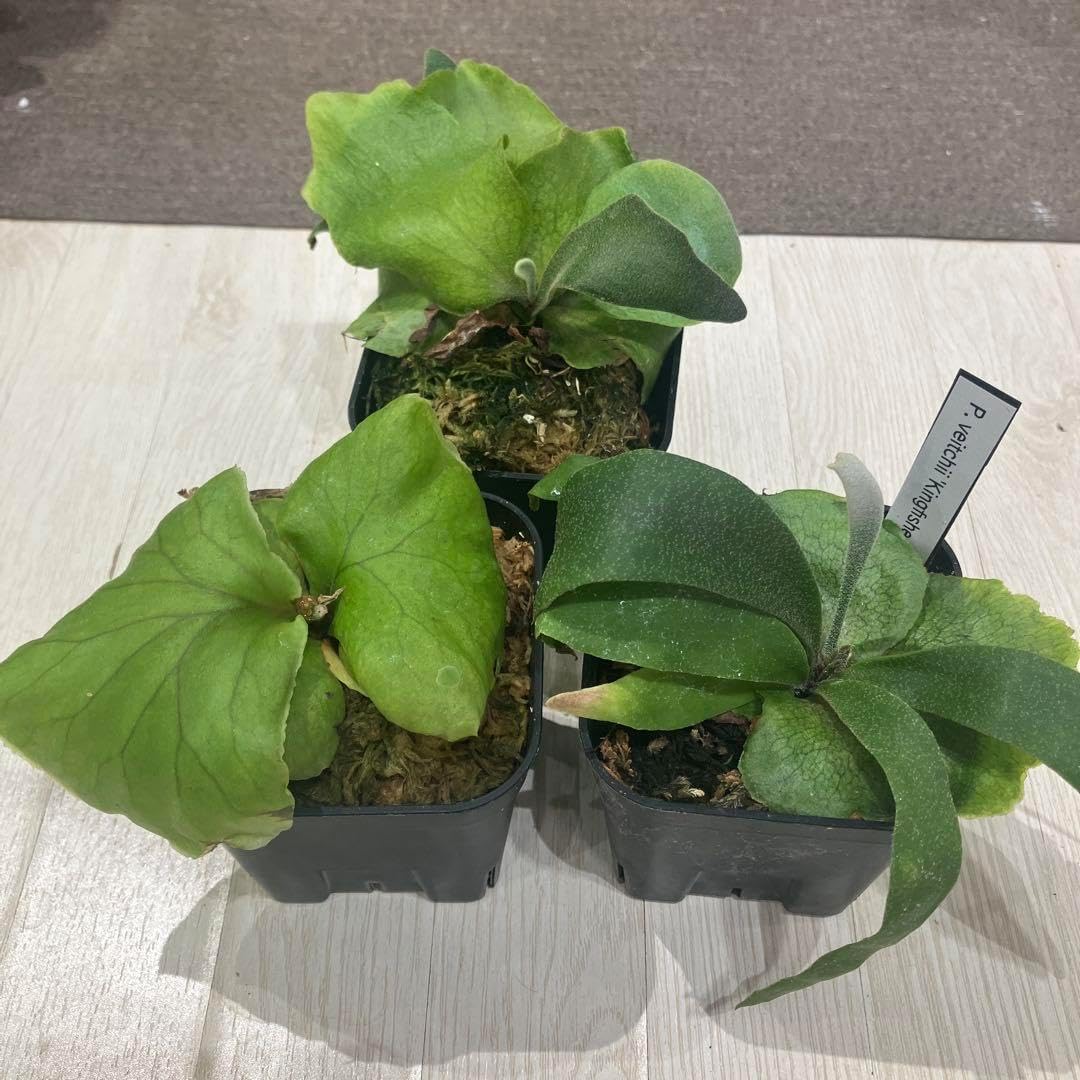 ビカクシダ 4セット ビカクシダ 4種セット 胞子培養苗 ビカクシダ 4種