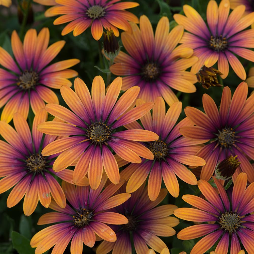 Bedwen Osteospermum 'FlowerPower Purple Sun' Plug Plant x4 – African Daisy Bicolour Purple & Orange Summer Bedding Plants for Garden & Patio Pots