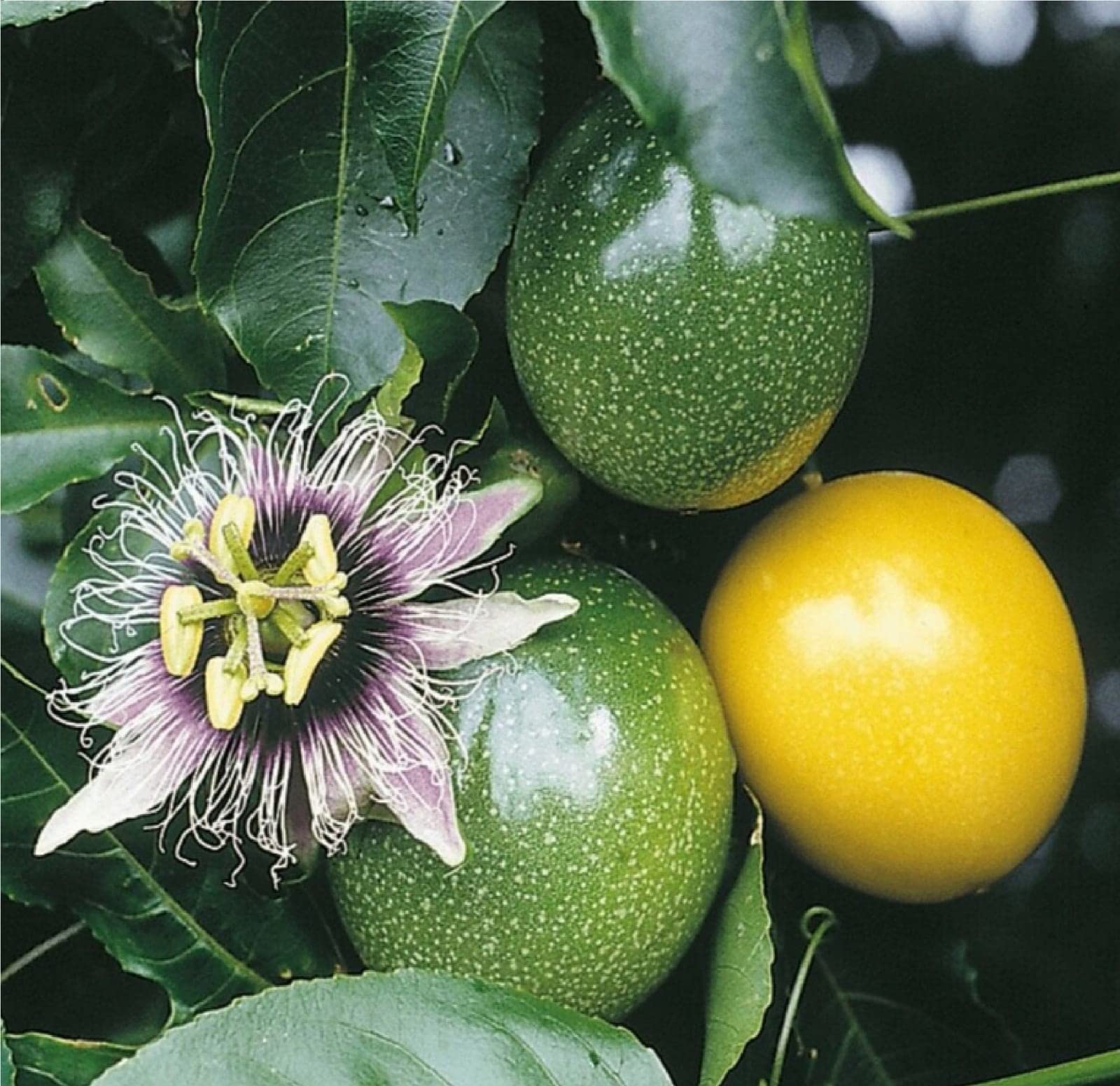 Hybrid Passion Fruit (Grafted/Air Layered) Plant "Special Variety" (Fruit After 1 Year) (B0BSNVFJGN) Amazon Price History, Amazon Price Tracker