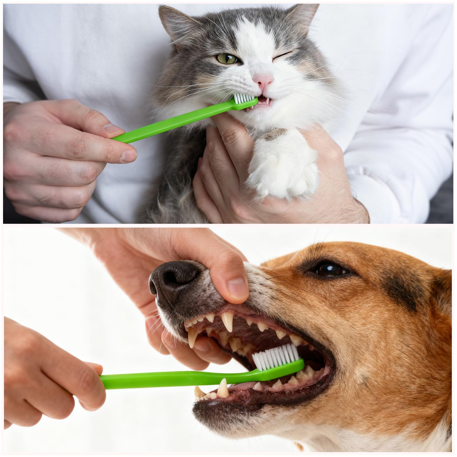 Newday Dog Toothbrush Set of 8 - Dual Headed, Dental Hygiene Convenient Soft Toothbrush to Clean pet Teeth, Dog Tooth Brushes for Small to Large Dogs, Cats, and Most Pets, Teeth Brush in Bulk - image 8