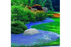 MagicCreepingThyme:15000 Creeping Thyme Seeds for Planting