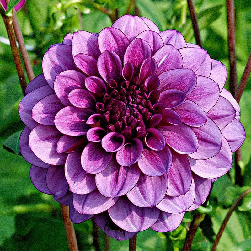 Eden Brothers Dahlia Bulbs Blue Bell