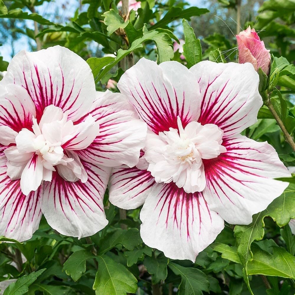 Plant Theory Starburst Chiffon Tree Hollyhock Hibiscus Syriacus Shrub Plant 2L Pot
