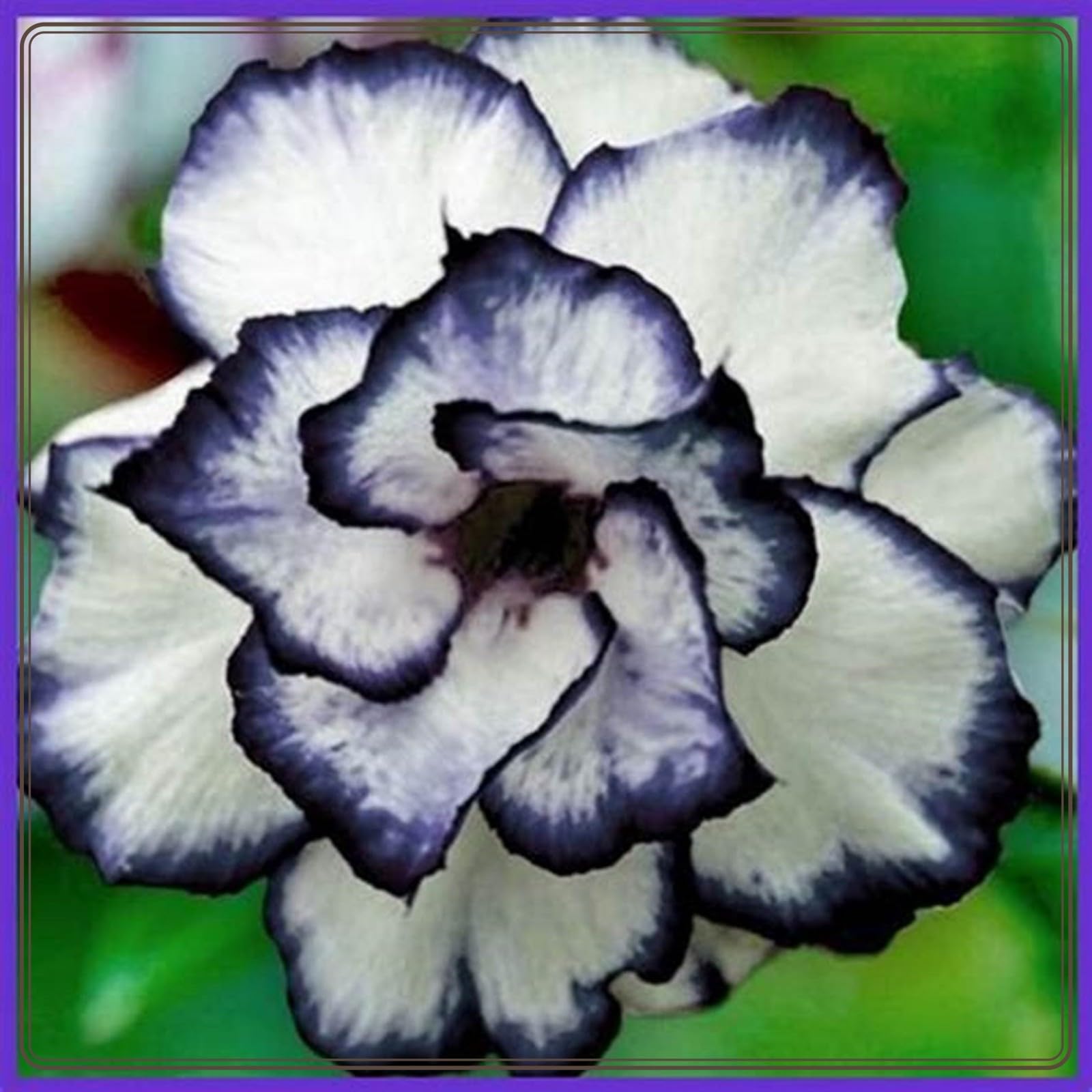 Desert Rose Bulbs for Planting,Excellent Display Indoor Perennial,Desert Rose Bulbs Mix,Desert Rose Tubers UK,Greening Flower,Flowering Rhizome,Balcony Garden Bulbs.-4Bulbs-J
