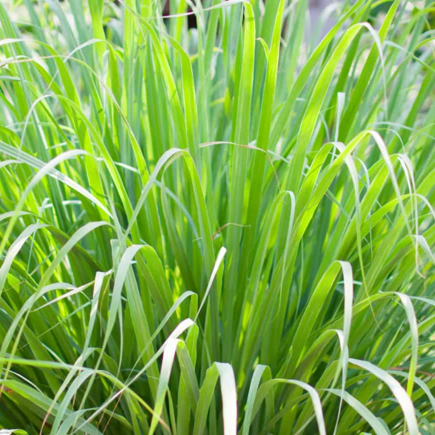 Hug A Plant | Lemon Grass Plant (Cymbopogon citratus) Medicinal Live Plant (Home & Garden) (B0CJNMDCHY) Amazon Price History, Amazon Price Tracker