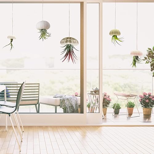 Vista 21 de Paquete de 5 mini soportes para plantas de aire con concha de erizo de mar, maceta decorativa de 1.4 a 3.7 pulgadas, contenedor de exhibición