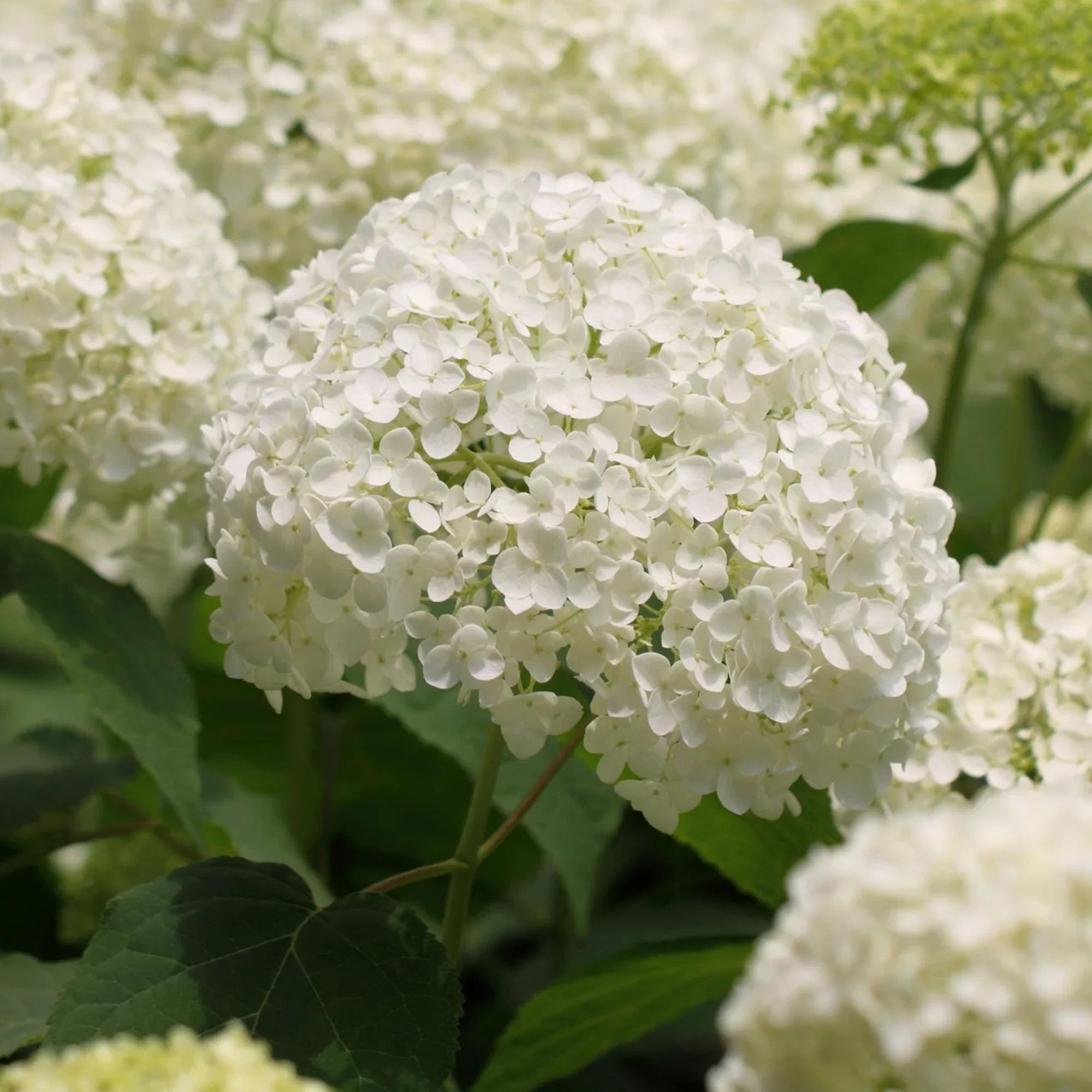 Hydrangea Strong Annabelle - Ortensia Bianca Rustica - Pianta da giardino per esterni in vaso