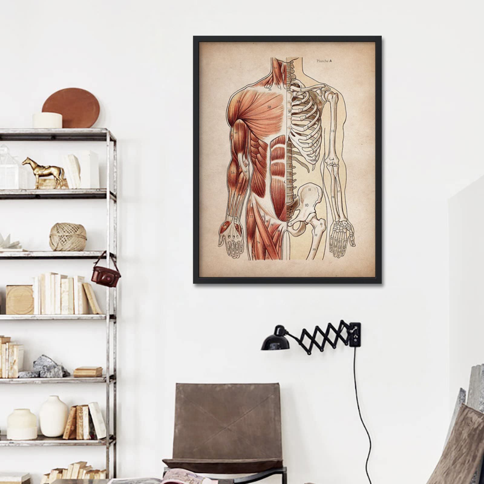 Acquista Anatomia umana opera d'arte immagine della parete organo muscolo scheletro nordico stampa su tela poster vintage pittura artistica decorazione clinica medica in Italia a partire da 0.73
