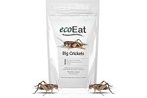 Edible Insects Big Black Crickets To Eat