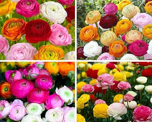 Miniatura 2 de Bulbos de ranúnculo para plantar, 25 bulbos de ranúnculo de picotee mixtos para plantación de otoño, peonía francesa, ranúnculos, bulbos de