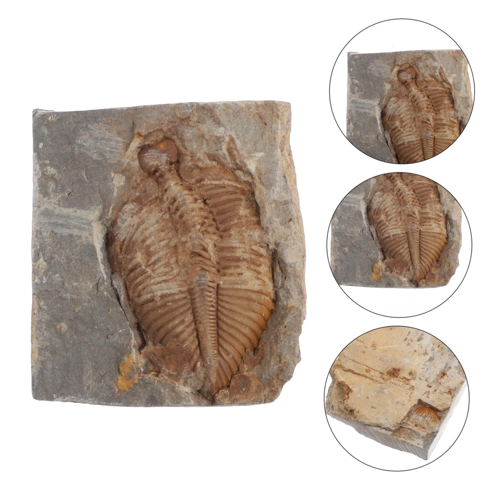 Paläontologie Trilobit Probe 1 Stück Real Sammlung