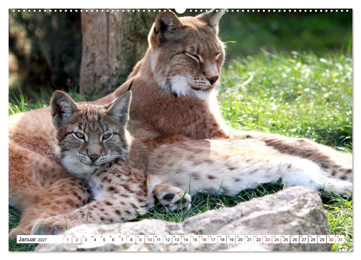 CALVENDO - Familie Luchs - Die Jäger mit dem Pinselohr (hochwertiger Premium Wandkalender 2027 DIN A2 quer), Kunstdruck in Hochglanz: Im Leben einer Luchsfamilie