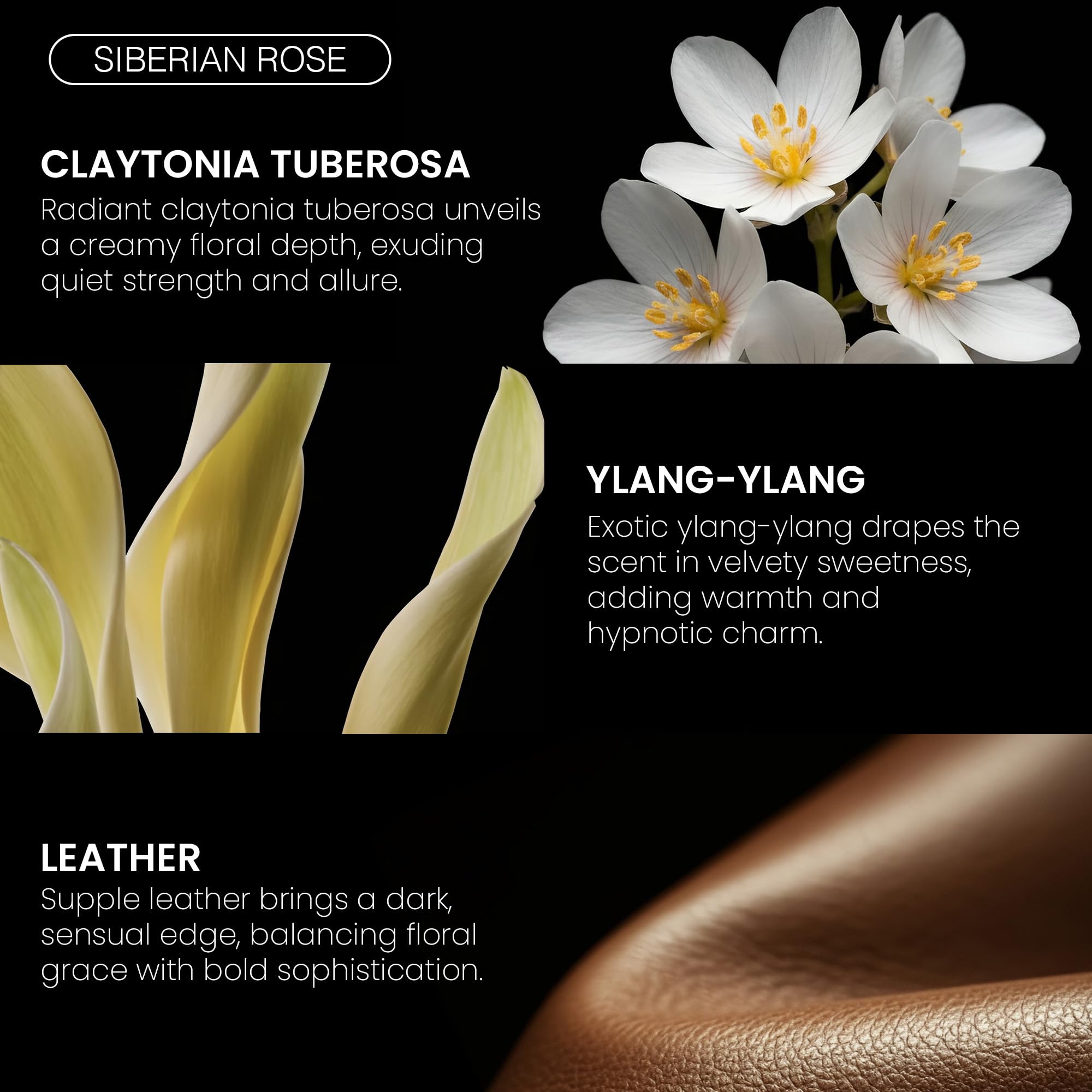 Fragrance Bois Siberian Rose 100