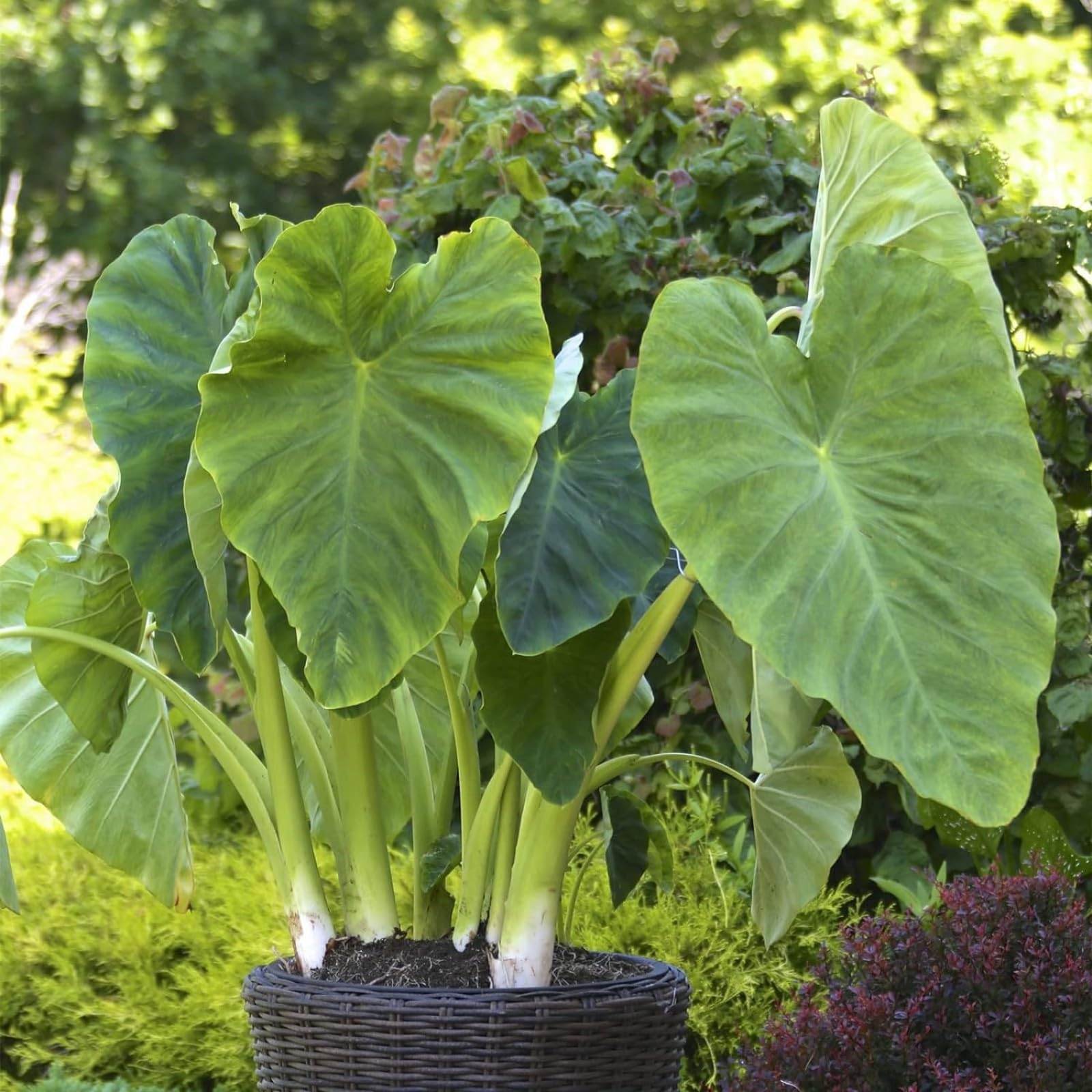 Elephant Ears for Planting UK Strong Plants That Grow Well Hardy Perennial Greening Excellent Display Indoor and Outdoor Perennial -15Bulbs-Greene