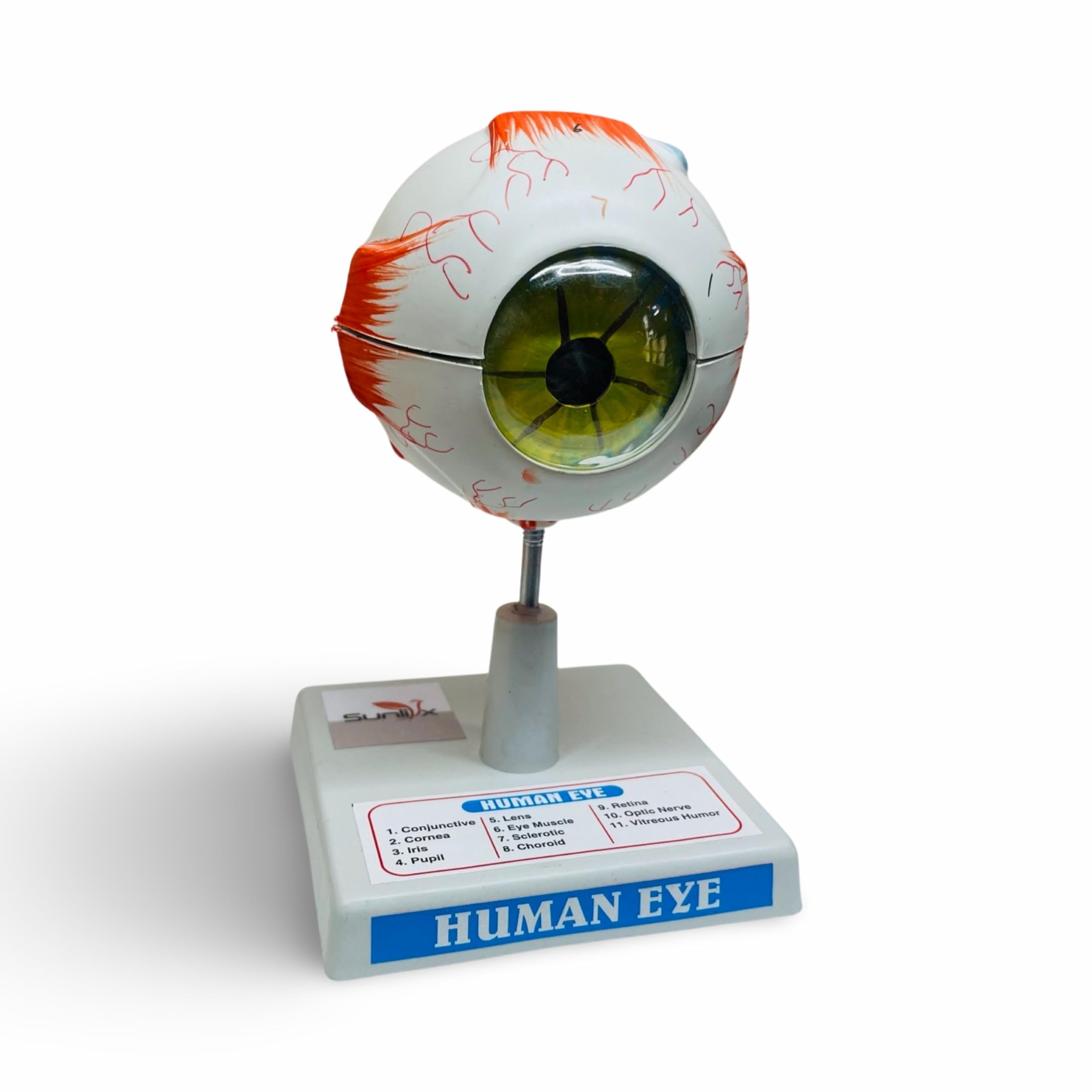 Sunlix Human Eye Ball Detachable Model | Human Eye Model for Students & Teachers | Interactive Human Eye Model for Students & Teachers | Learn Eye Anatomy with This Model (B0D31TSG8Z) Amazon Price History, Amazon Price Tracker