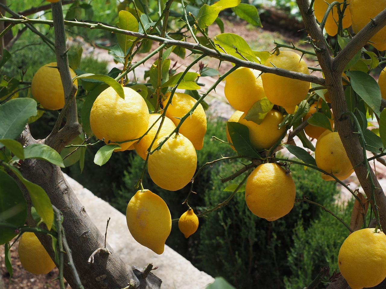Mediterrano - Fertilizzante per agrumi, fertilizzante per limoni, 3 kg
