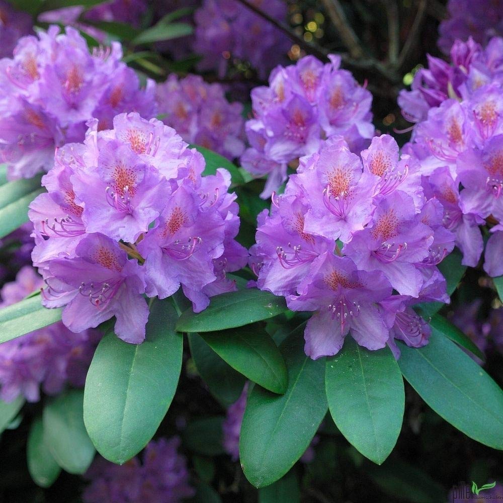 Rhododendron Hybride 'Catawbiense Grandiflorum'  Alpenrose 30-40 cm |  Immergrn & Winterhart | Frhlingsblher : Amazon.de: Garten